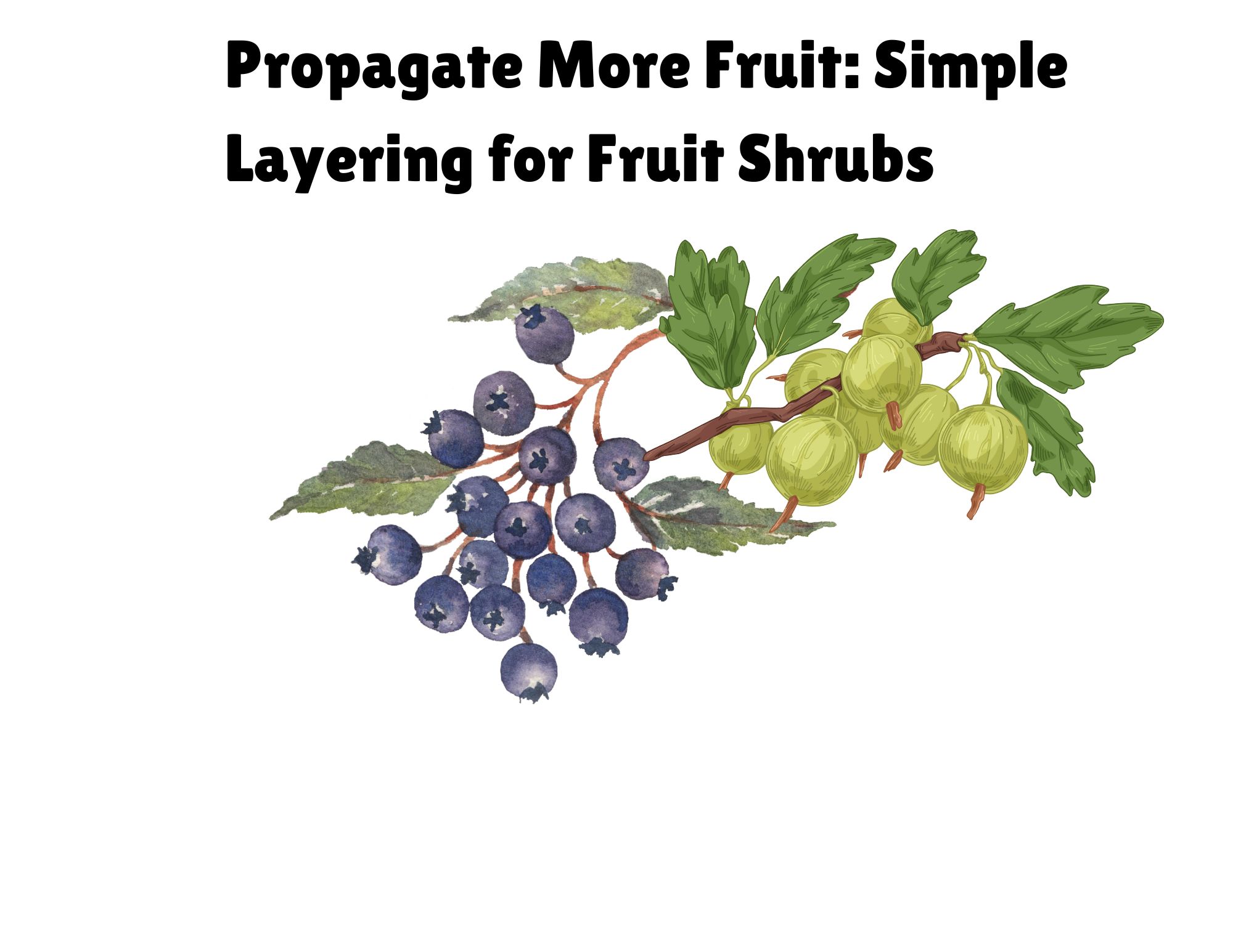 a graphic of two kinds of berry plants.