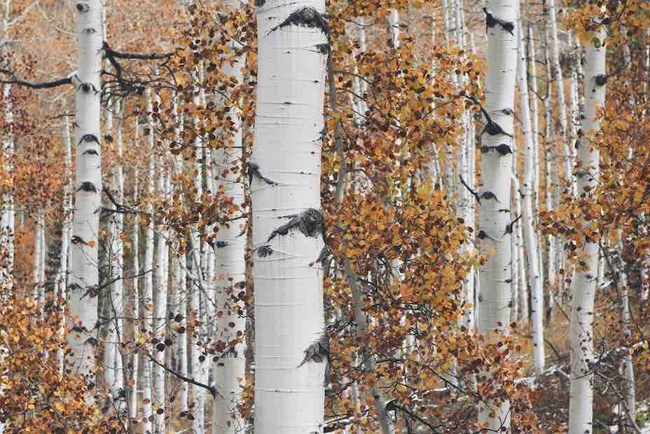 Birch trees with fall leaves