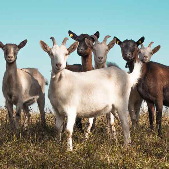 a closeup of six goats of varying colors in a meadow agains a blue sky.
