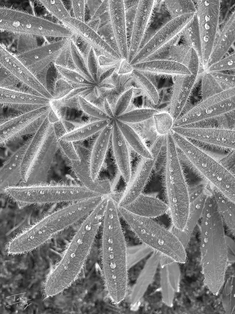 a black and white extreme closeup of a luping leaves with water droplets.