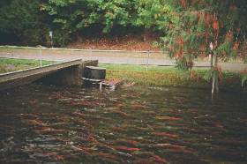 Salmon spawning up river with fall leaves and road in background