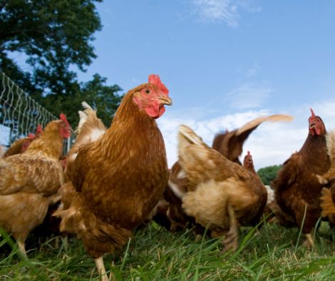chickens standing in green grass under a blue sky.