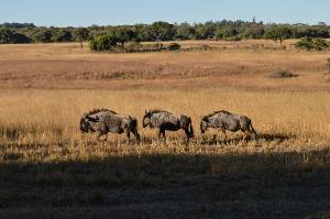 Three wildebeest in a row walking across grassland