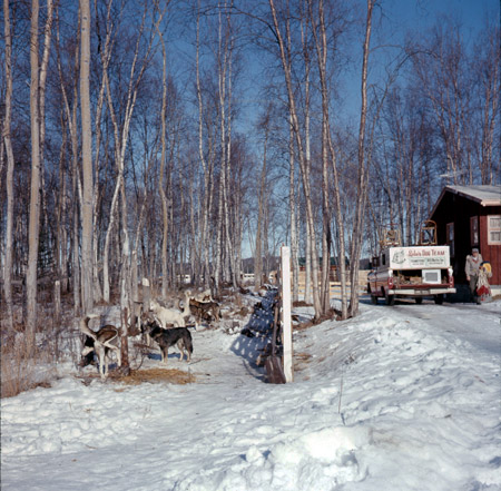 Dr. Roland Lombard's dogs at the house of Red Grainge, Alaska State Champion sled dog races, Soldotna 1964