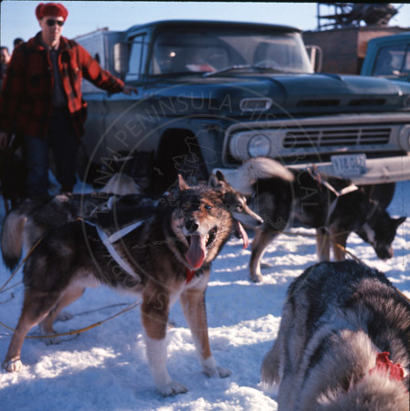 Lombard's sled dogs, Alaska State Champion sled dog races