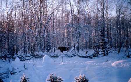 Moose among the trees in winter, Soldotna 1950