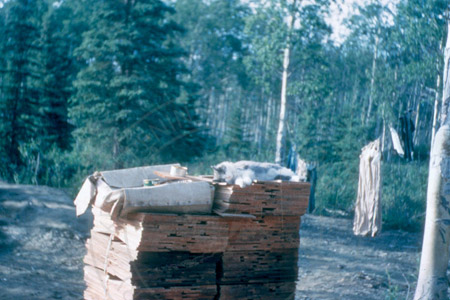 Cat sleeping on top of roof shingles at Stock house site, Soldotna 1952