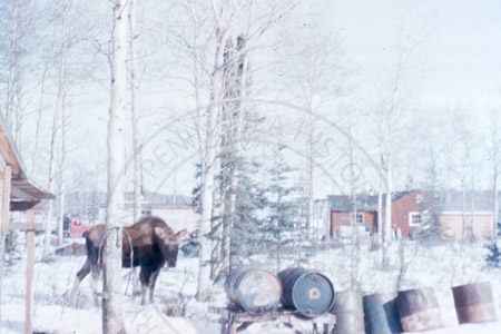 Moose at Stock home site, Soldotna late 1950's