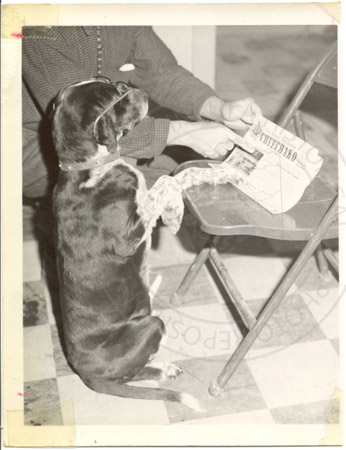 Mickie the dog reading Cheechako News, Soldotna 1960's
