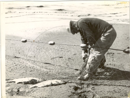 Commercial net holding red salmon at east side beach of Cook Inlet, Kenai 1961