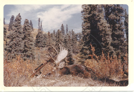 Downed bull moose, Kenai Peninsula 1960