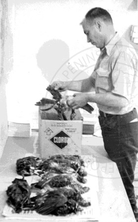 Scientist handling spruce hens, Alaska 1960