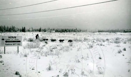 Alaska State Champion sled dog races, Soldotna 1964