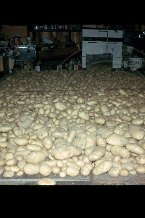 Potatoes in Virgil Dahler's shed, Sterling late 1950's-early 1960's