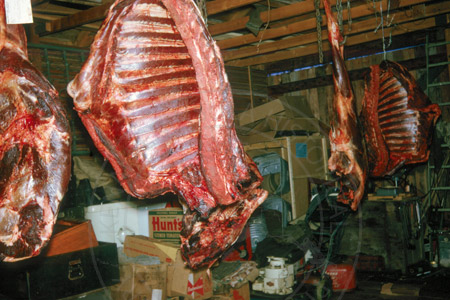 Moose meat hanging in Virgil Dahler's shed, Sterling late 1950's