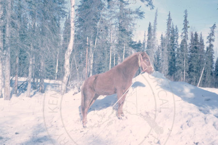 Horse tethered at Virgil Dahler's airstrip, Sterling early 1960's
