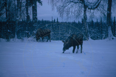 Hungry moose in Virgil Dahler's yard, Sterling mid 1960's