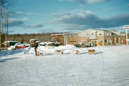 Dog musher and team taking off in front of the Bear Den Bear, Soldotna 1958