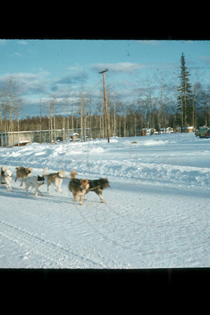 Dog musher and team making their way down the Sterling Highway, Soldotna 1958