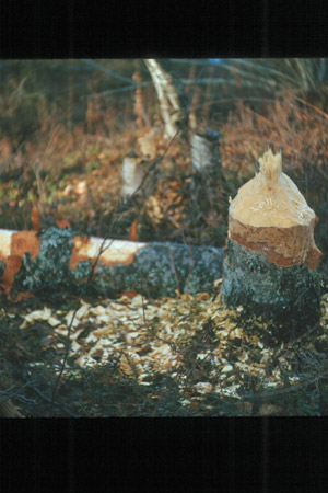 A paper birch tree felled by a beaver, Soldotna late 1950's