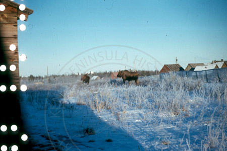 Two moose browsing in the snow in downtown Kenai, mid 1950's