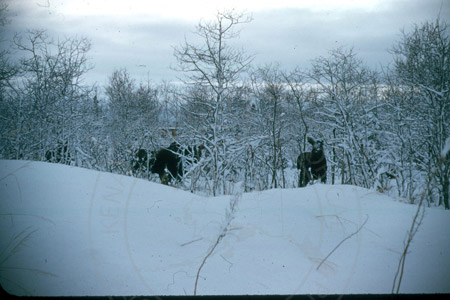 Three moose browsing in a patch of willow trees, Kenai mid 1950's