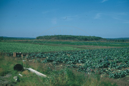 Field of produce ready for harvest, Anchorage early 1950's
