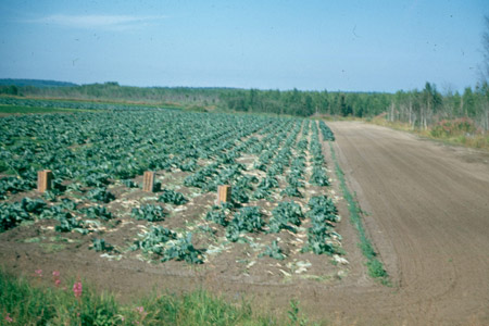 Field of produce ready for harvest, Anchorage early 1950's 