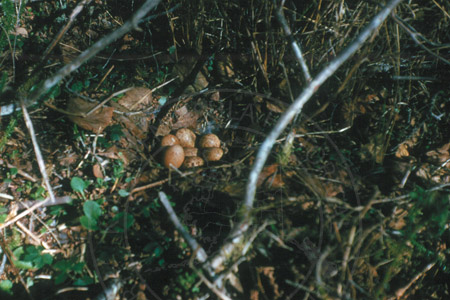 Nest of spruce hen eggs found during seismograph project, west Cook Inlet early 1960's