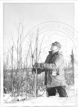 Bob Seemul measuring a young birch tree, Kenai National Moose Range mid 1960's