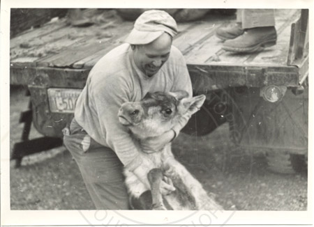 Rex Williams holding a tranquilized young caribou, mid 1960's