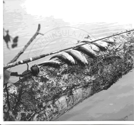 Trout on a log in the Swan Lake canoe system, Kenai Peninsula 1960's