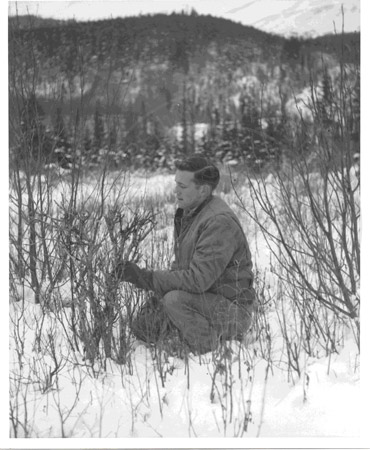 Bob Wade examining moose browse, Kenai Peninsula 1960's