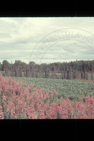 Lancashire potato field, Soldotna 1956
