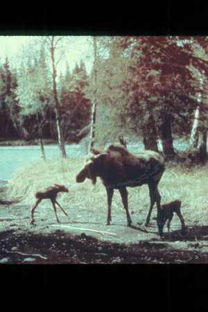 Moose with twin calves at the Kenai River, Kenai Peninsula, 1956