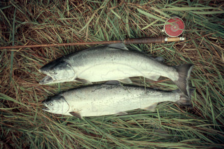 Two silver salmon and a flyrod at the Kenai River, Kenai Peninsula 1956