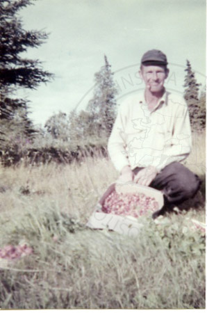 Ed Ciechanski and his strawberry harvest, Soldotna early 1950's