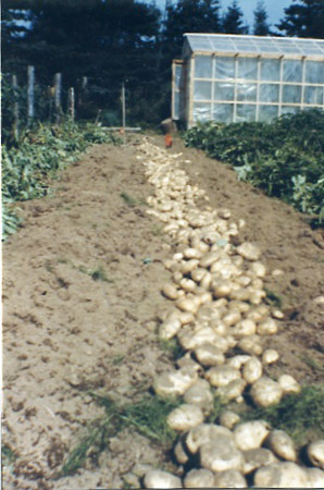 White bliss potato harvest at Ciechanski homestead, Soldotna late 1960's