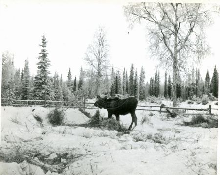 A moose feeding on the leftovers of an oat field on the Corr homestead, Soldotna mid 1960's