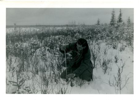 Bob wade measuring moose browse plots, Kenai Peninsula 1960's