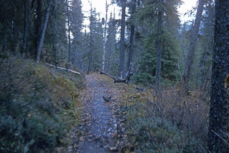 Spruce hen on trail on the way to Bill Robert's place near the Russian River, 1955