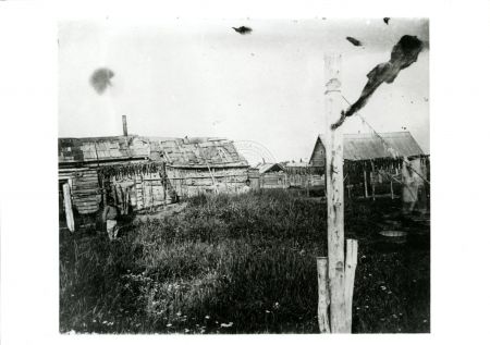 Dena'ina village with fish drying racks, Kenai 1899