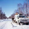 Colonel Norman Vaughan, Alaska State Champion sled dog races, Soldotna 1964