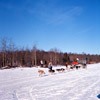 Alaska State Champion sled dog races of Kenai and Soldotna 1964