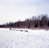 Alaska State Champion sled dog races of Kenai and Soldotna 1964
