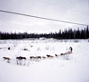 John O'Kane, Alaska State Champion sled dog races of Kenai and Soldotna 1964