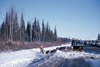 Alaska State Championship sled dog races, Soldotna 1964