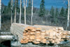 Stacked lumber at Stock house site, Soldotna 1952