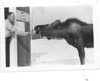 Don Wilson feeding a moose at Wilson's Grocery, Soldotna 1960