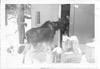Feeding a moose at the cabin door, Soldotna 1960